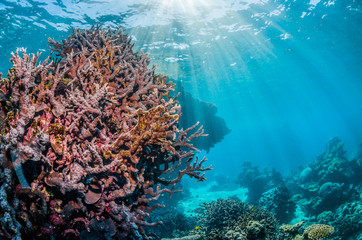 Colorful coral reef in crystal clear blue ocean