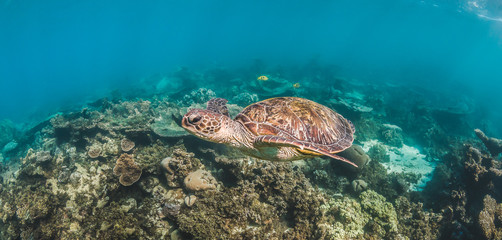 Fototapeta na wymiar Green sea turtle swimming among colorful coral reef