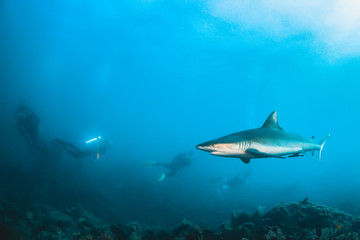 Grey Reef shark swimming in the wild with scuba divers observing in the background