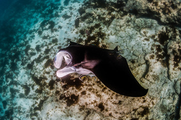 Manta ray swimming in the wild in turquoise ocean