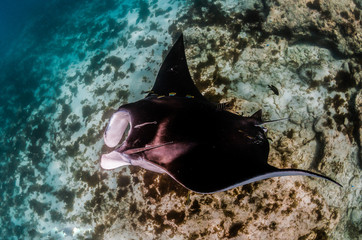 Manta ray swimming in the wild in turquoise ocean