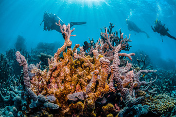 Fototapeta na wymiar Scuba divers swimming around a colorful coral reef