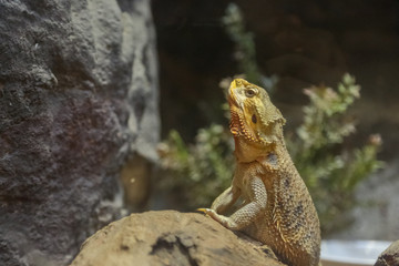Desert lizard stand looking around and show face