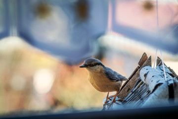 Kleiber, Spechtmeise (Sitta europaea), auf Vogelhausdach Blick nach links, Freiraum links