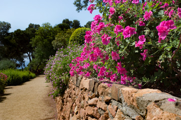 Flowering geranium bush on stone terrace of Cap Roig Botanical Garden