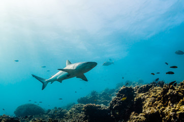 Fototapeta premium Grey reef sharks swimming over hard coral reef