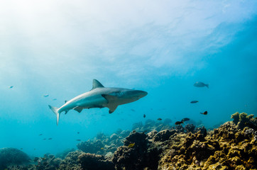 Grey reef sharks swimming over hard coral reef