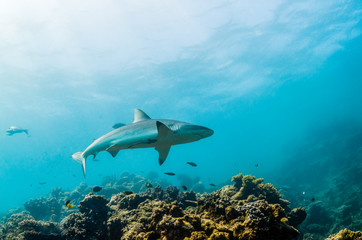 Obraz premium Grey reef sharks swimming over hard coral reef