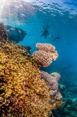 Snorkelers swimming among colorful coral reef