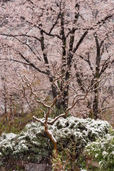 Spring Snow Cherry Blossom / Sakura Blooms