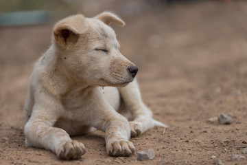 The puppy sleeps on the ground, waiting for the owner