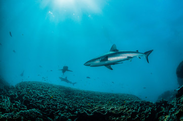 Fototapeta premium Grey reef sharks swimming over hard coral reef