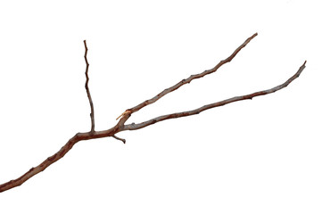 Dry branch 