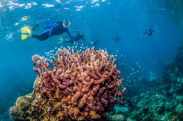 Snorkelers swimming among colorful coral reef