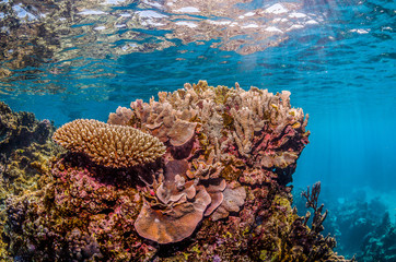Naklejka na ściany i meble Colorful hard corals in clear blue water