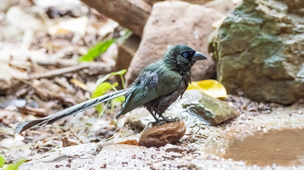 The Racket-tailed Treepie (Crypsirina temia) has a velvety-black forehead of short, plush black feathers with the rest of the bird being an oily green colour, though appearing black in dim light.