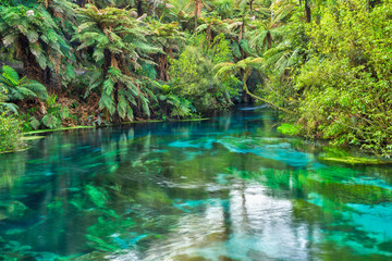 The Blue Spring at Te Waihou in the Waikato Region, New Zealand.  Crystal clear water surrounded by...