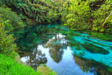 The Blue Spring, a scenic attraction at Te Waihou in the Waikato Region, New Zealand. Native Trees reflected in the crystal clear water
