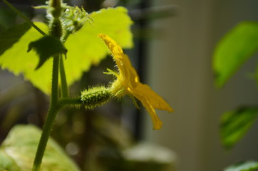 small cucumber with flower and tendrils