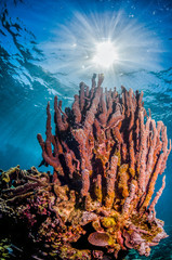 Colorful hard corals in clear blue water