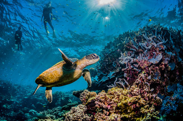Diver swimming with a green sea turtle in the wild, among colorful coral reef