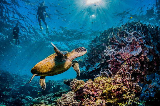Diver swimming with a green sea turtle in the wild, among colorful coral reef