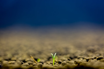 Green leaf young plant with nature