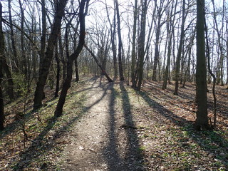 Fototapeta premium hiking trail in a sunny wood in spring