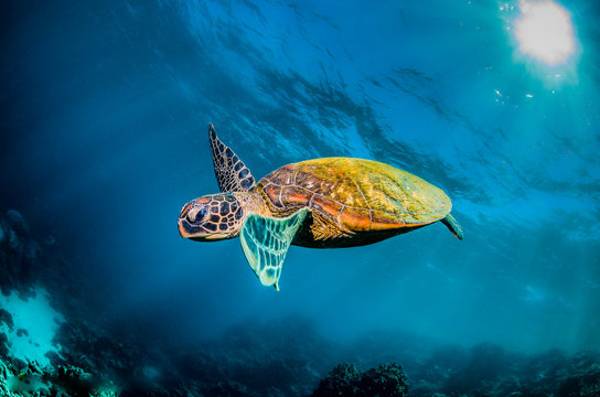 Green sea turtle swimming in the wild among colorful coral reef 