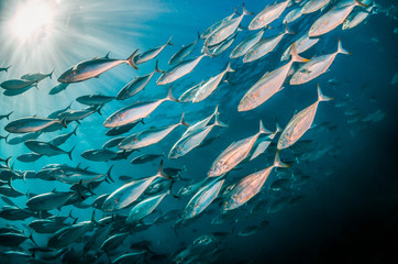 Schooling pelagic fish in crystal clear blue ocean - obrazy, fototapety, plakaty