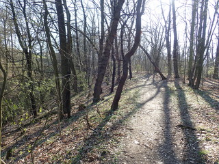 hiking trail in a sunny wood in spring
