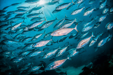 Schooling pelagic fish in crystal clear blue ocean