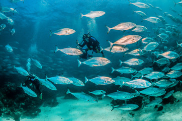 Fototapeta na wymiar Scuba divers swimming among a large school of trevally