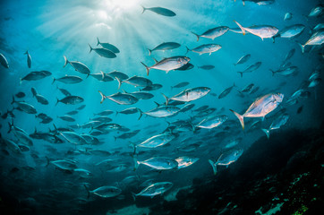 Fototapeta na wymiar Schooling pelagic fish in crystal clear blue ocean