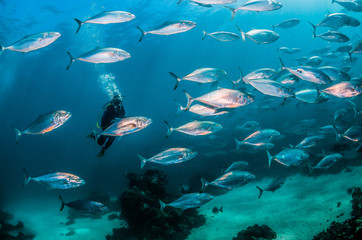 Scuba divers swimming among a large school of trevally