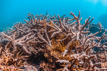 Naklejka na ściany i meble Colorful hard corals in clear blue water