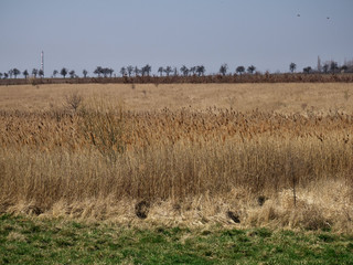 Reeds on a field near Prague