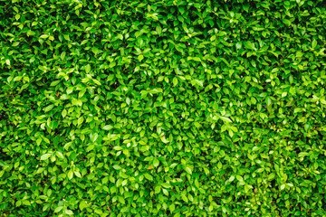 Green Leaves nature background