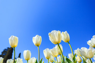 Fototapeta premium white spring tulips in a flower garden on a sunny day against a blue sky.