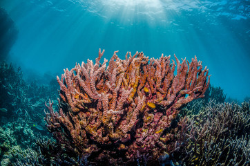 Colorful hard corals in clear blue water