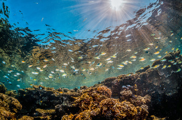 Schooling tropical fish above colorful corals in sunlight