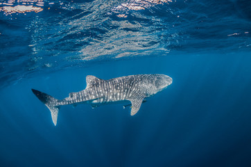 Whale Shark Swimming in Crystal Clear Blue Water