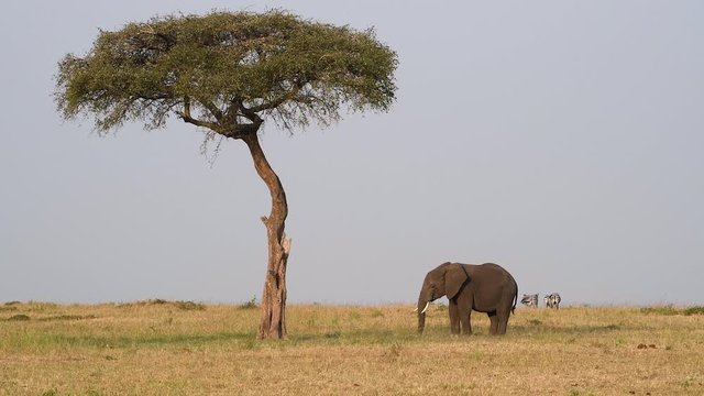 An African elephant grazes peacefully near an umbrella tree while zebras was away in the background in the Maasai Mara Reserve in Kenya.
