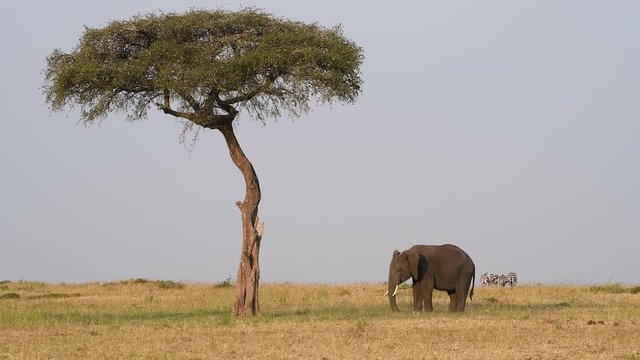 An African elephant grazes peacefully near an umbrella tree while zebras was away in the background in the Maasai Mara Reserve in Kenya. Slow motion video zooms in.