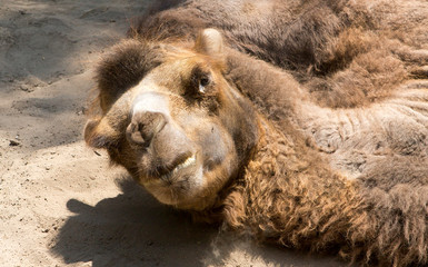 Camel, resting in the shade of the trees in the zoo of Santiago.
 The camel is a large mammal of...