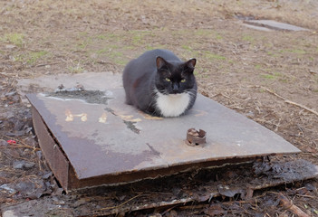 Black cat sits on a sewer hatch