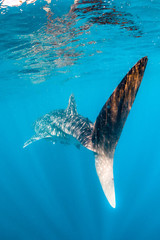 Whale Shark Swimming in Clear Blue Water in the Wild
