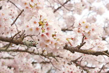 桜