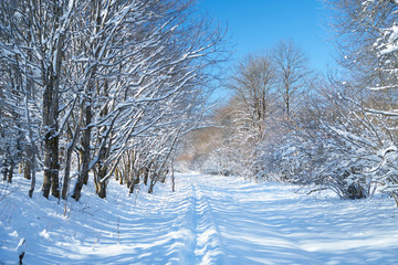 Fototapeta premium Snowy road in a mountain forest.