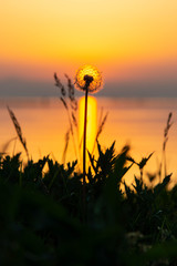 琵琶湖から昇る太陽とタンポポ